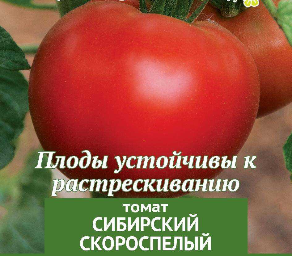 Сорт томата сибирский скороспелый - описание, отзывы