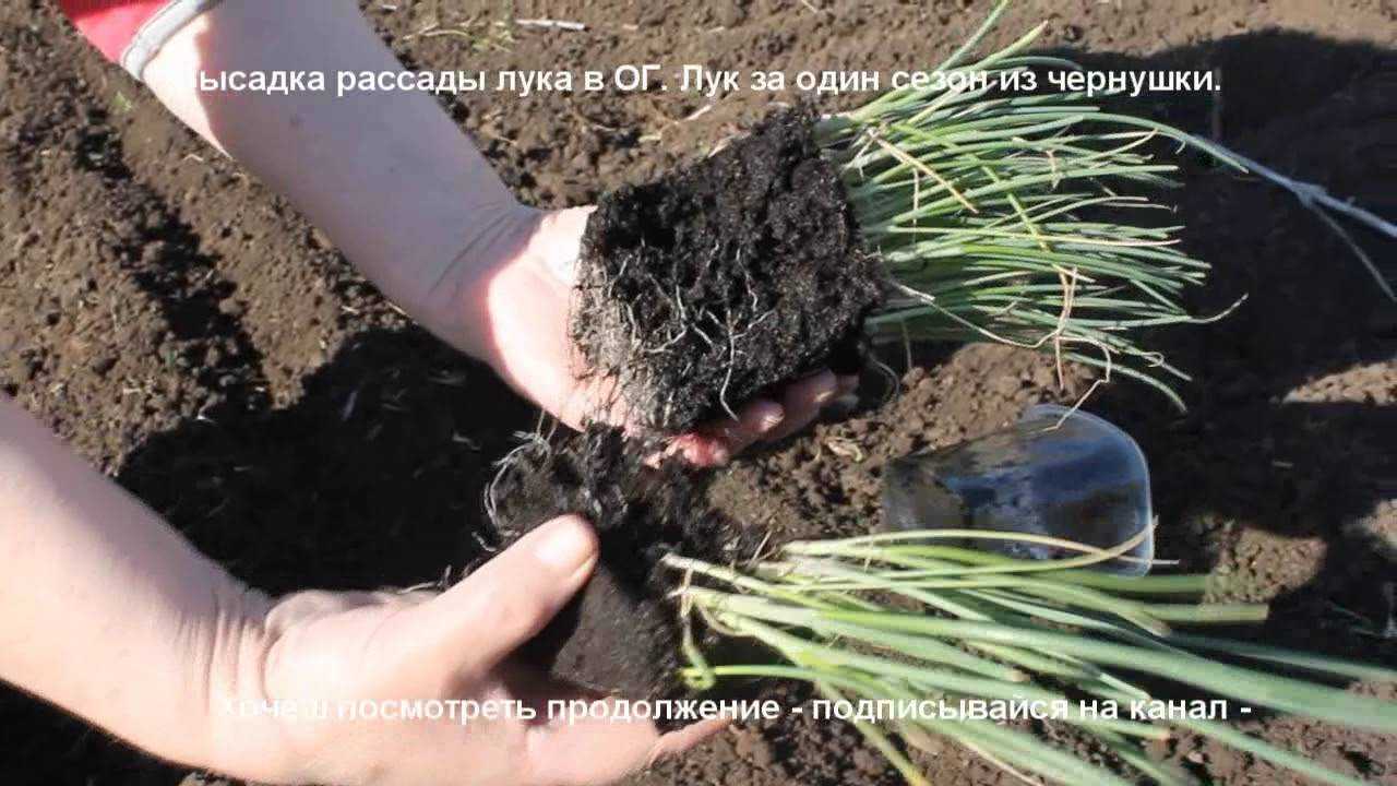 Лук шалот: посадка под зиму, можно ли сажать его осенью, инструкция по посадке, полезные советы