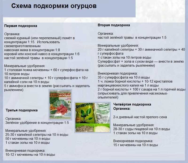 Подкормка дрожжами