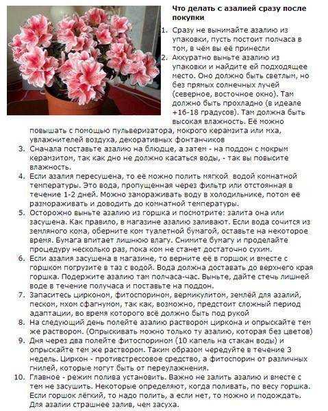 Комнатные азалии, как их вырастить в комнатных условиях
