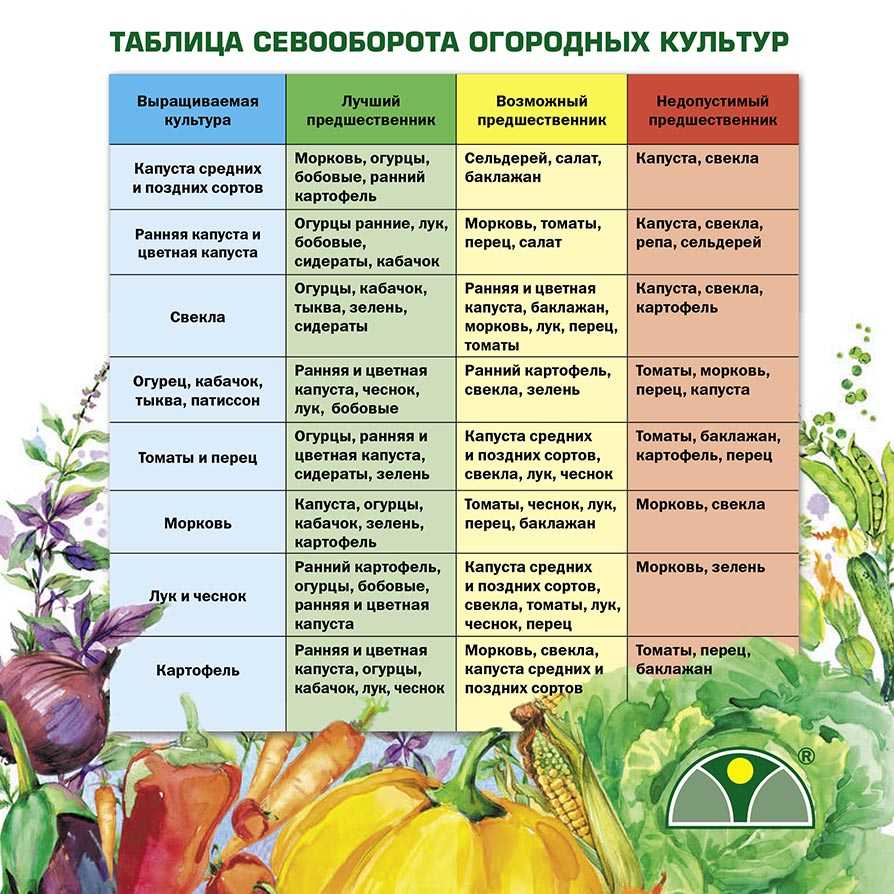 Кабачки: выращивание семенами, посадка, уход | (фото)+отзывы