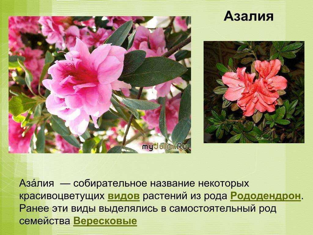 Рододендрон или азалия? посадка, выращивание и уход в комнатных условиях - комнатные и садовые растения, уход за ними sad-doma.net