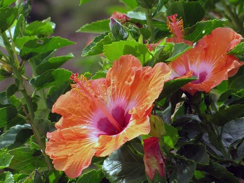 Ухаживание за гибискусом сирийским (hibiscus syriacus)