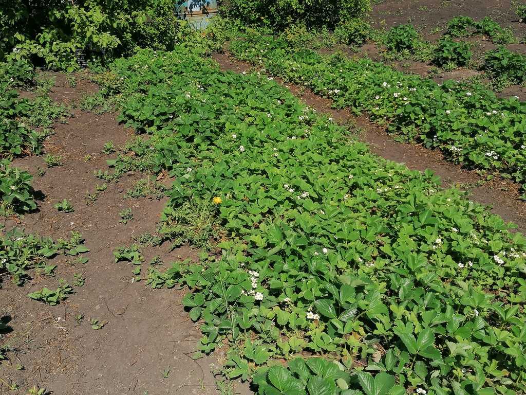 Пересадка кустов клубники летом, осенью и весной на новое место пошагово с фото