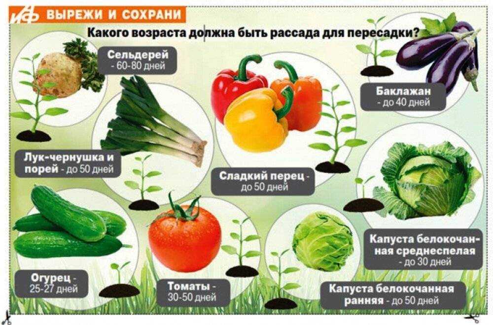 Савойская капуста: выращивание рассады, посадка и уход в открытом грунте, фото