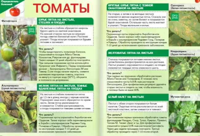 Способы борьбы с кладоспориозом томата (бурая пятнистость) и устойчивые сорта