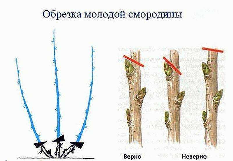 Смородина: виды культуры, особенности посадки и ухода в саду