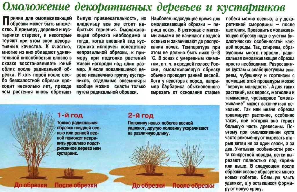Правильная обрезка груши, сроки, старых и молодых, колоновидных деревьев