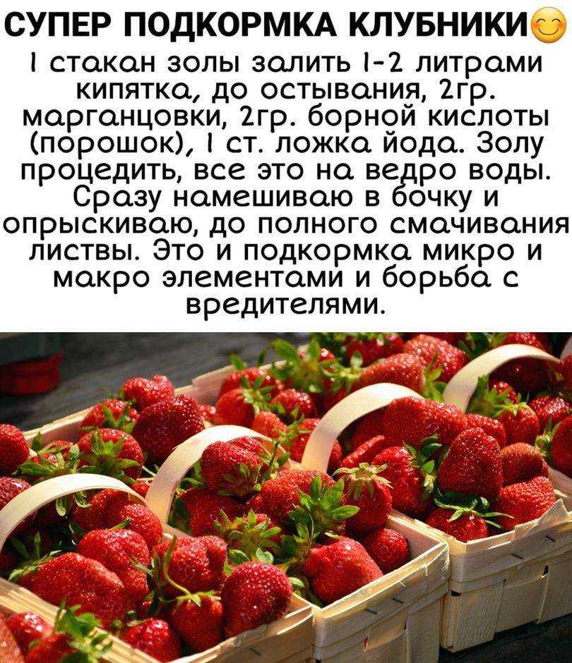 Чем подкормить клубнику весной, летом и в конце сезона, осенью