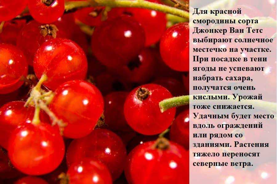 Смородина красная сахарная: описание сорта и характеристика, посадка и уход, отзывы с фото