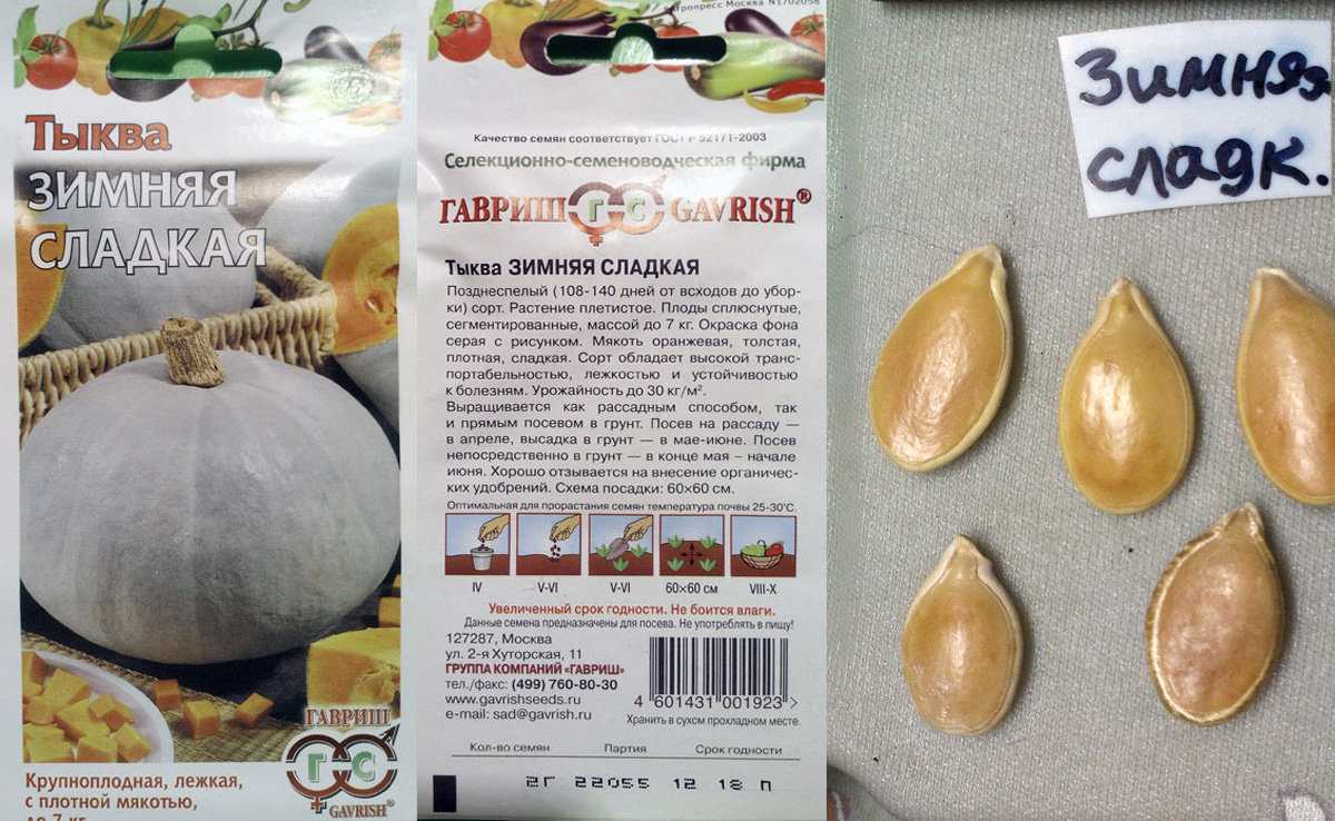 Популярные твердокорые сорта тыквы