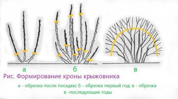 Посадка крыжовника осенью – когда и как посадить