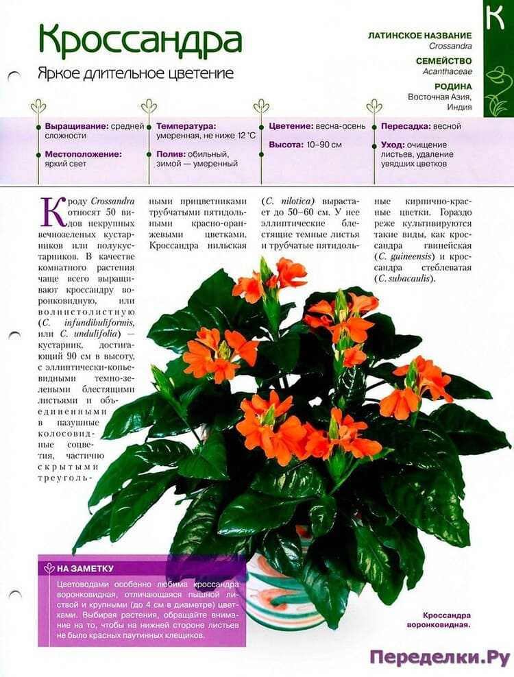 Кроссандра (цветок комнатный): уход в домашних условиях, фото, размножение, обрезка, приметы