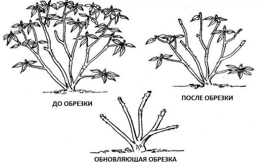 Уход за флоксами в сентябре после цветения, как подготовить к зиме