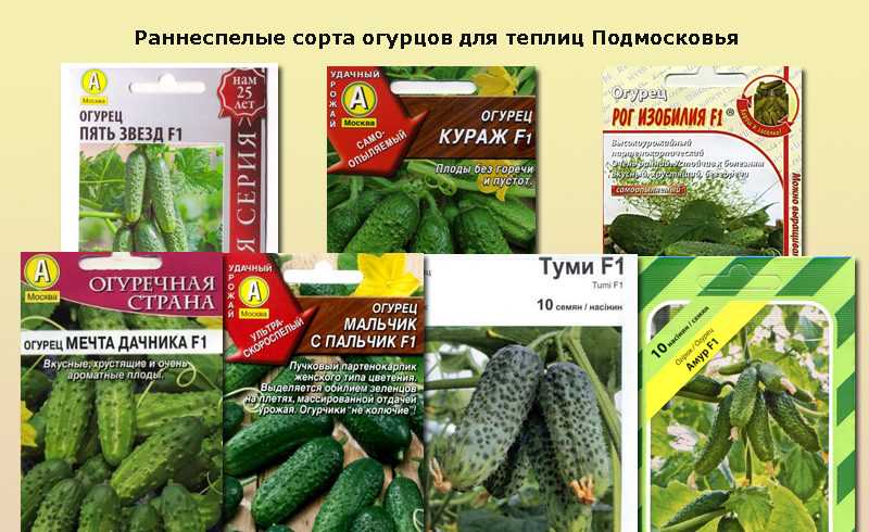 Лучшие сорта огурцов для открытого грунта по рекомендациям селекционеров и огородников