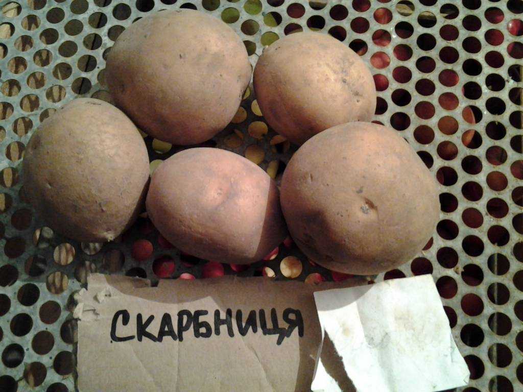 Картофель cкарб: характеристика и описание сорта, выращивание и уход
