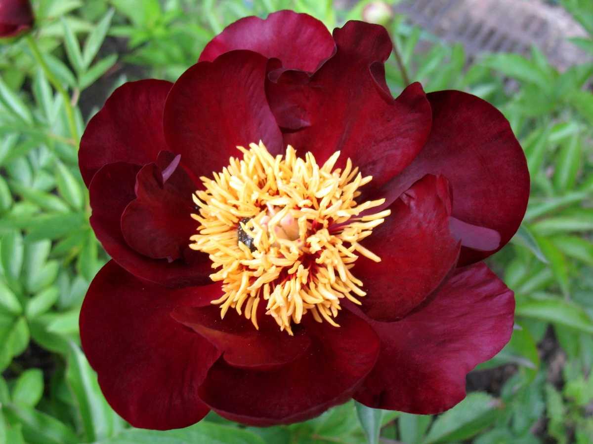 10 самых красивых сортов пионов