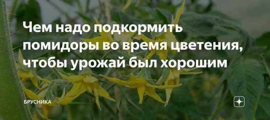 Чем подкормить томаты во время цветения и плодоношения в теплице