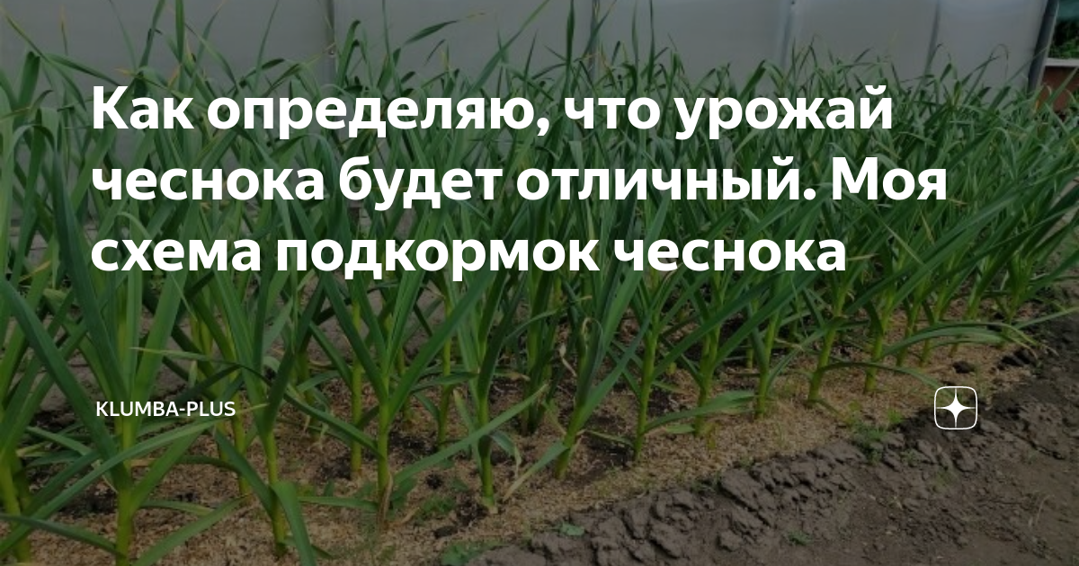 Соль от луковой мухи как поливать. От луковой мухи. Луковая Муха чем обработать лук в июне.