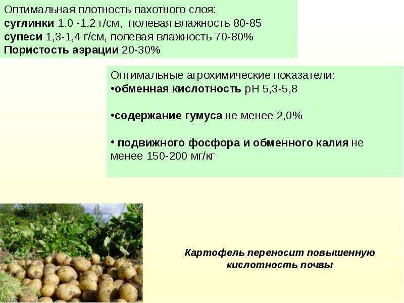 Выращивание картофеля по голландской технологии – советы агрономов