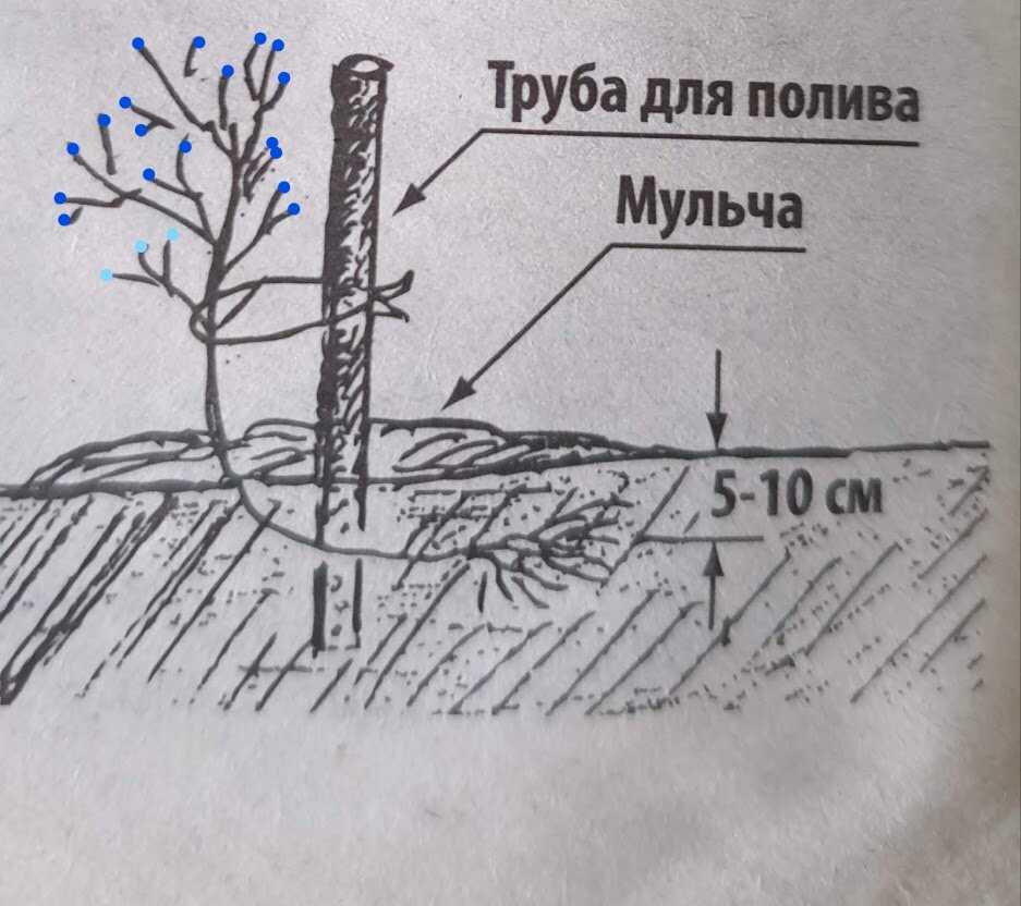 Голубика - посадка и уход | как правильно высадить куст голубики