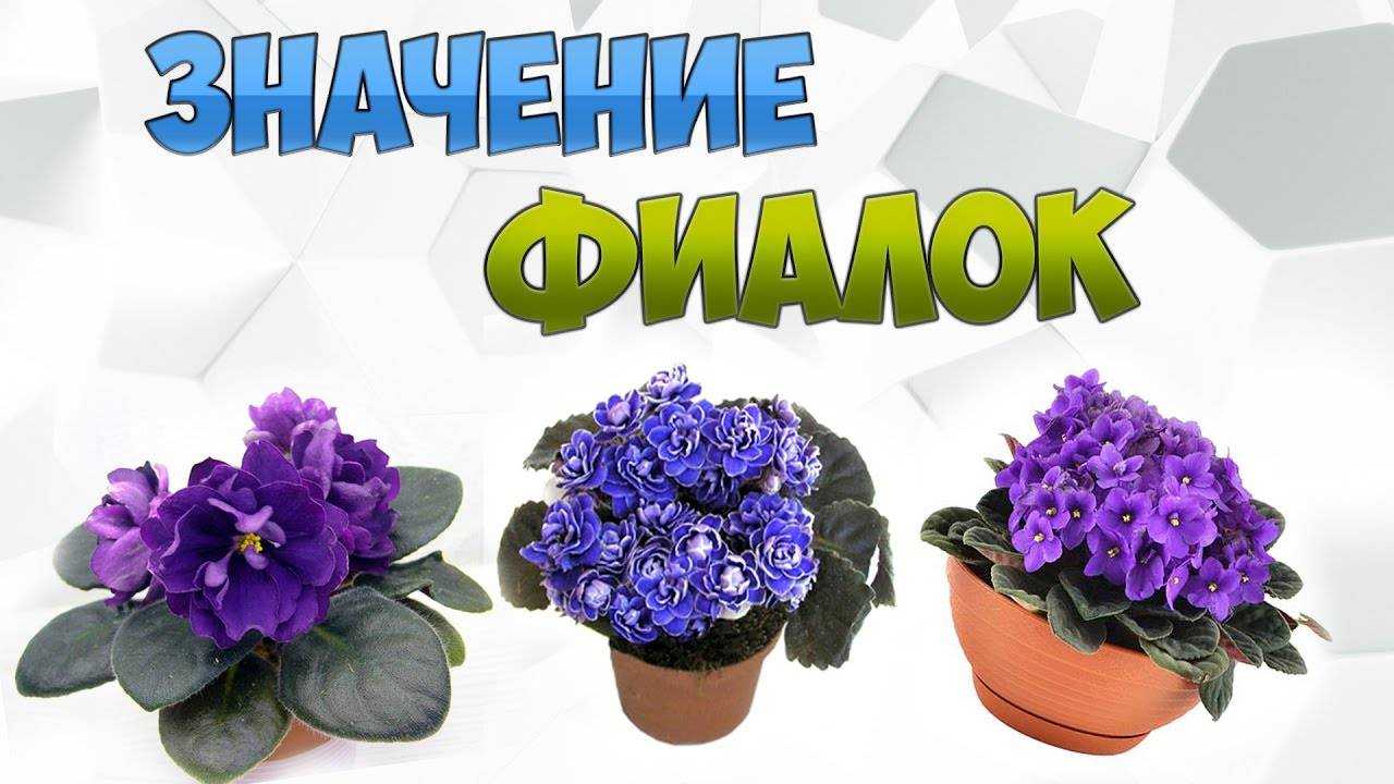 Почему нельзя держать дома фиалки: стоит ли верить приметам