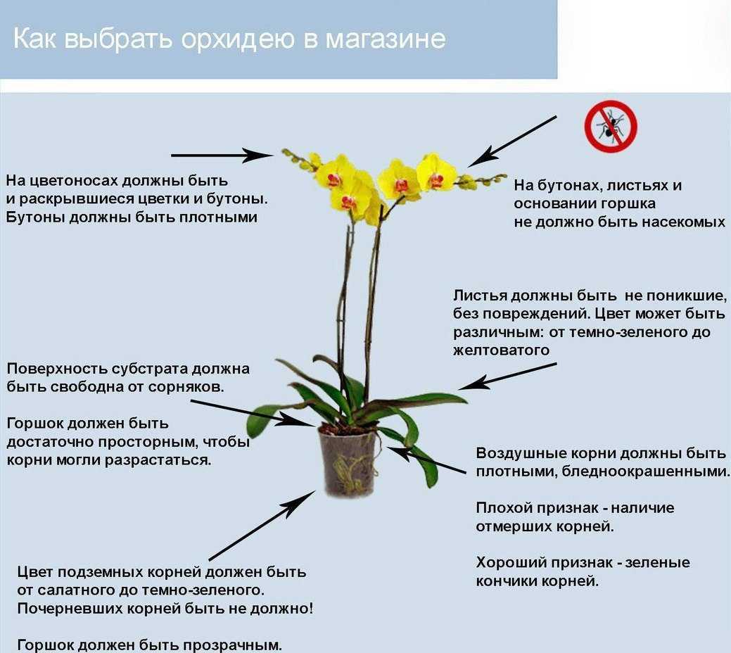 Орхидея влюбляет в себя с первого взгляда Сказочно красивая и эффектная, она требует особо трепетного к себе отношения, поэтому в подарок опытным или