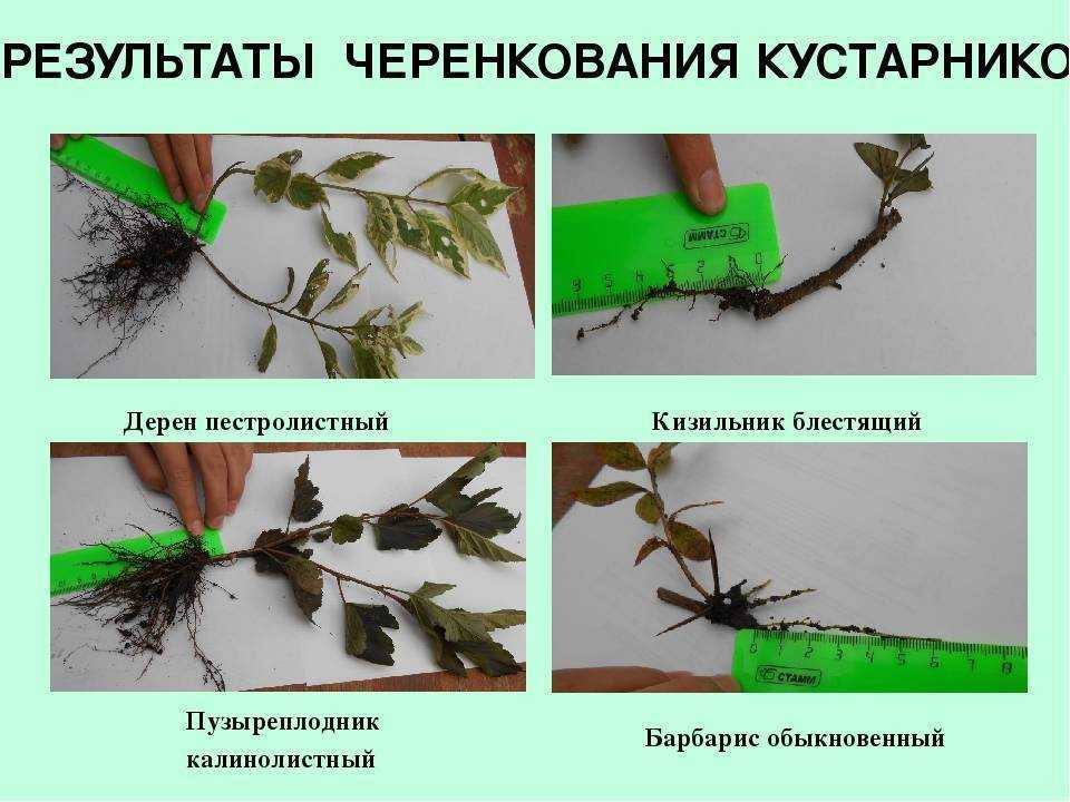 Размножение барбариса черенками весной, летом и осенью