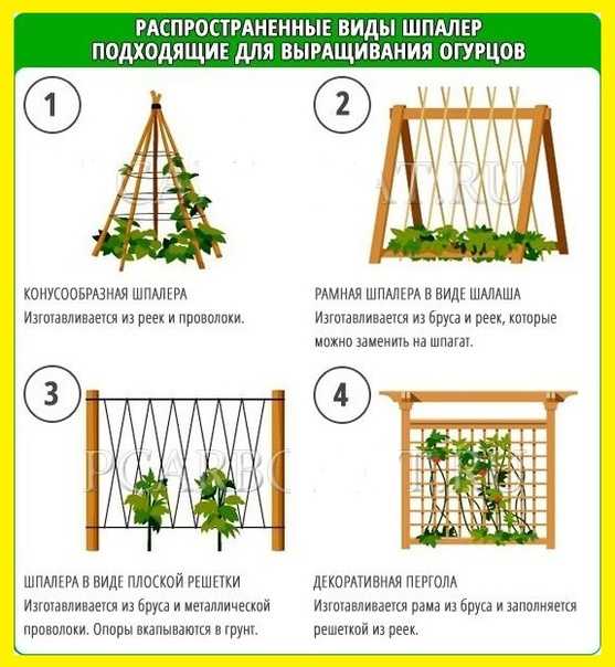 Огурцы на шпалере в открытом грунте: формирование, особенности выращивания, посадка и уход