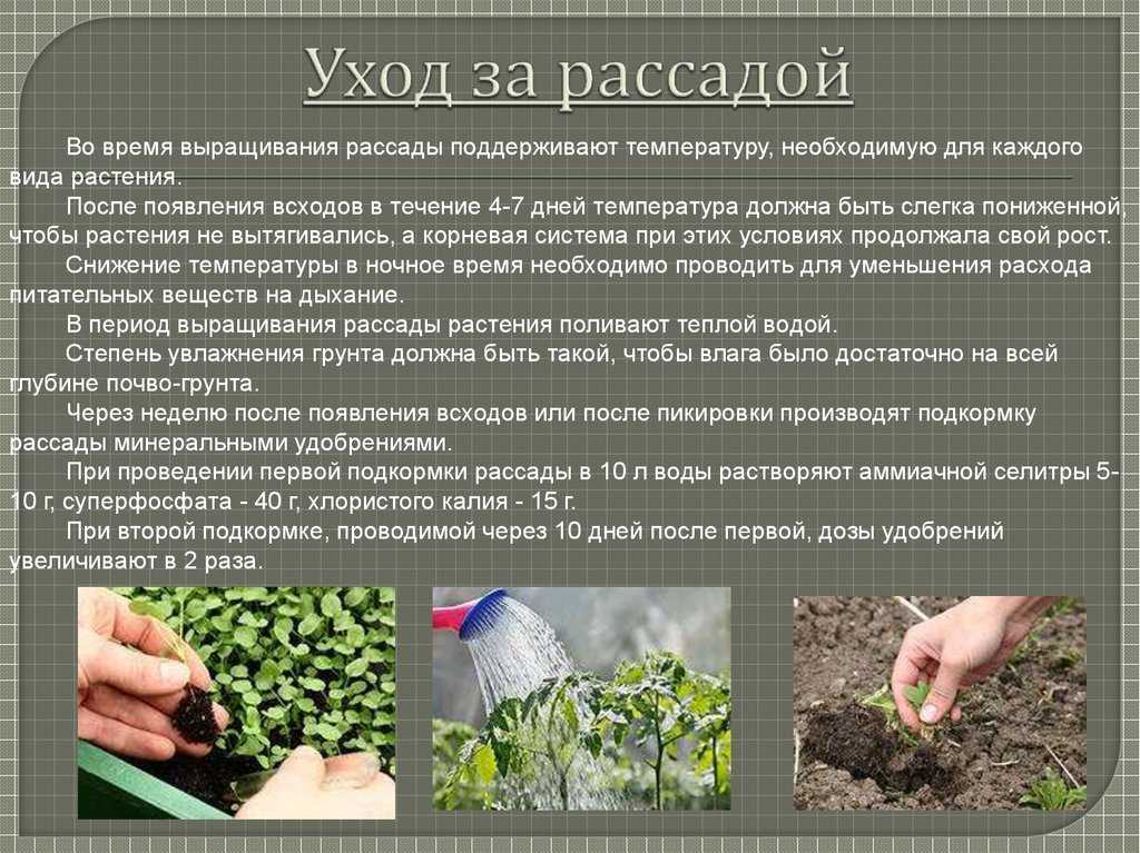 Как выращивать цветную капусту