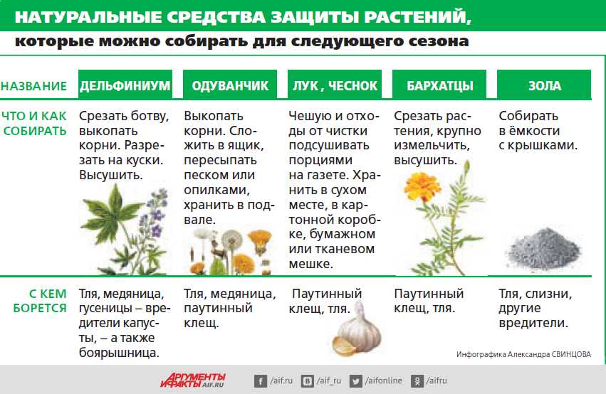 Зелень — побеги, листья огородных растений, которые употребляются в пищу Их добавляют в салаты, супы, тушёные блюда Зелень выращивают и опытные