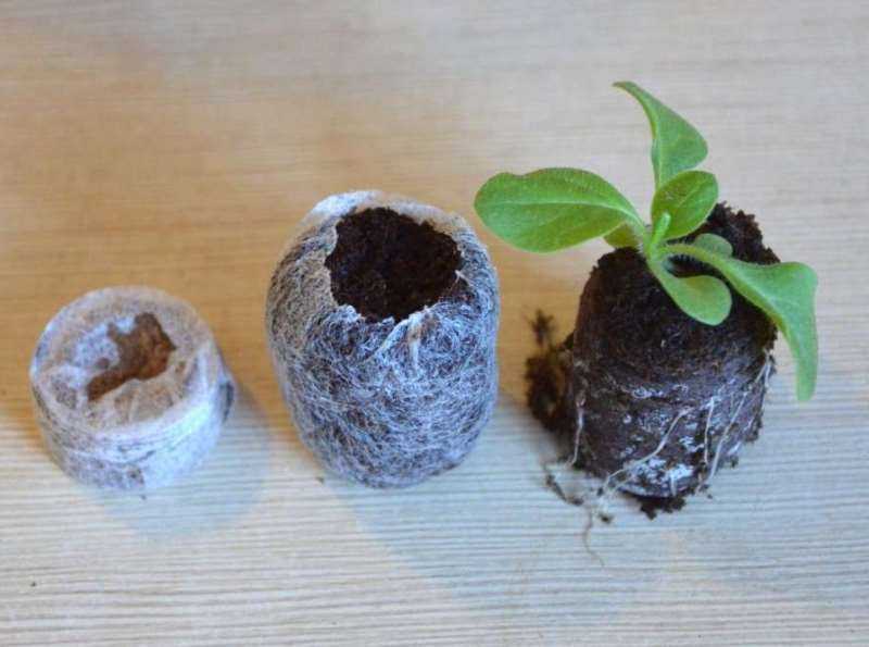 Рассада из мелких семян: выращивание в кокосовых таблетках