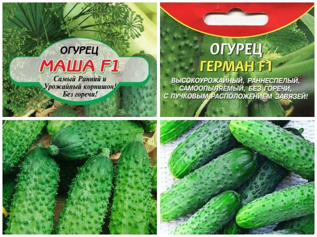 Выбираем самые сладкие сорта огурцов, которые никогда не горчат