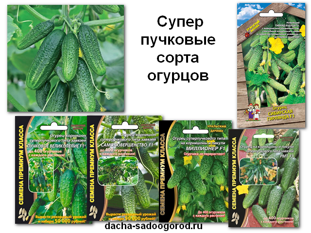 Сорта огурцов голландской селекции: характеристика и описание с фото