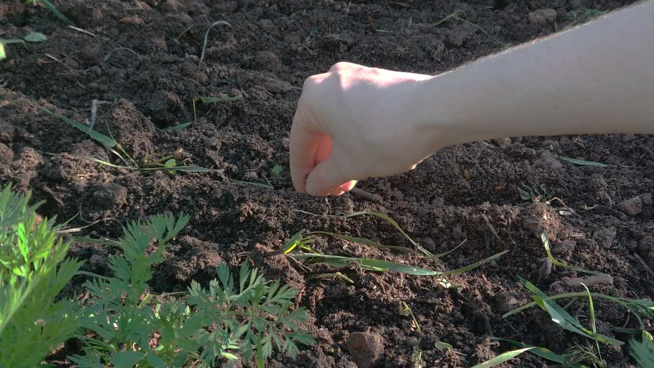 Когда можно и как правильно сажать петрушку и укроп семенами в открытый грунт?