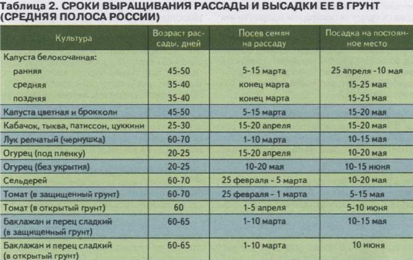 Как посадить арбузы на рассаду — сад и огород
