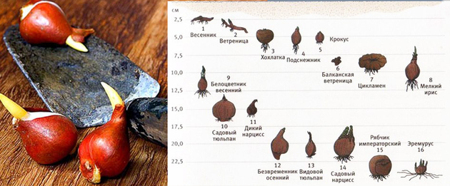 Как правильно и когда сажать рябчики осенью?