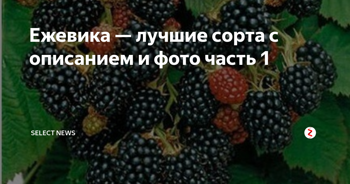 Ремонтантная ежевика: лучшие сорта для выращивания