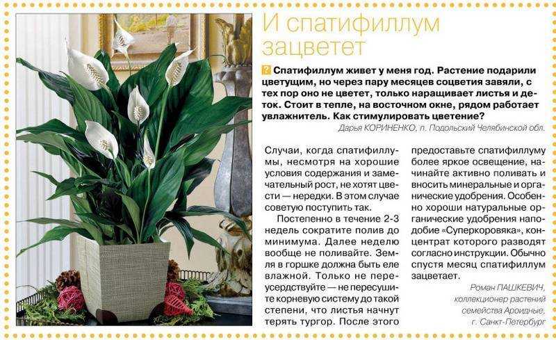Особенности ухода за спатифиллумом, ответы на популярные вопросы.