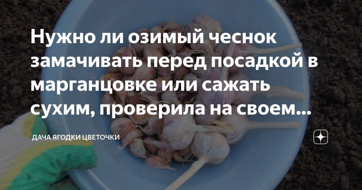Как подготовить чеснок перед осенней посадкой и высадить в открытый грунт — фазенда