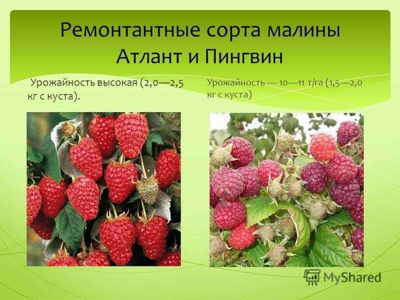 Малина ремонтантная. часть 1 — floraprice.ru