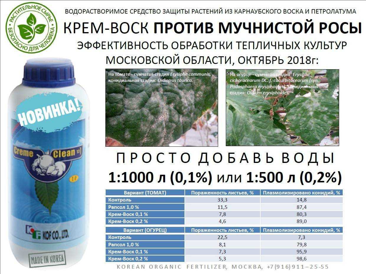 Мучнистая роса – меры борьбы