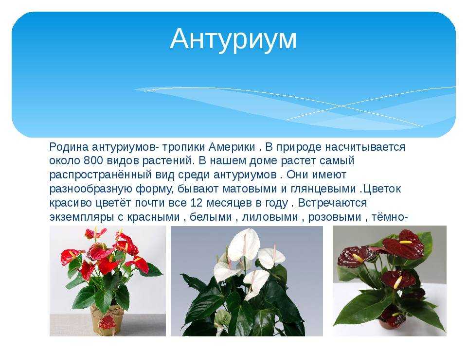 Особенности ухода за антуриумом, ответы на вопросы почему антуриум: не цветёт, желтеют, сохнут и чернеют листья.
