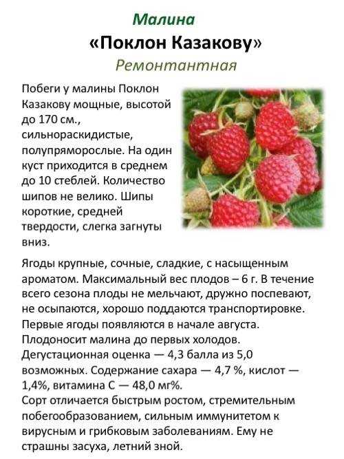 Малина бриллиантовая: описание ремонтантного сорта, посадка, уход