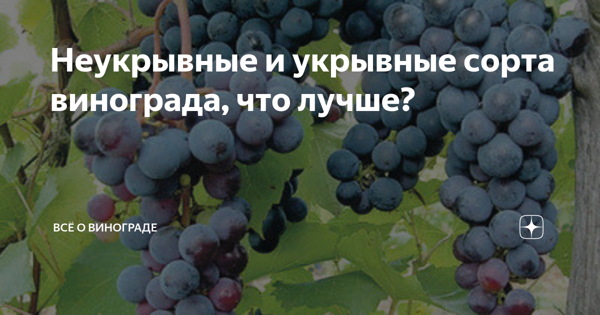 10 самых вкусных сортов винограда