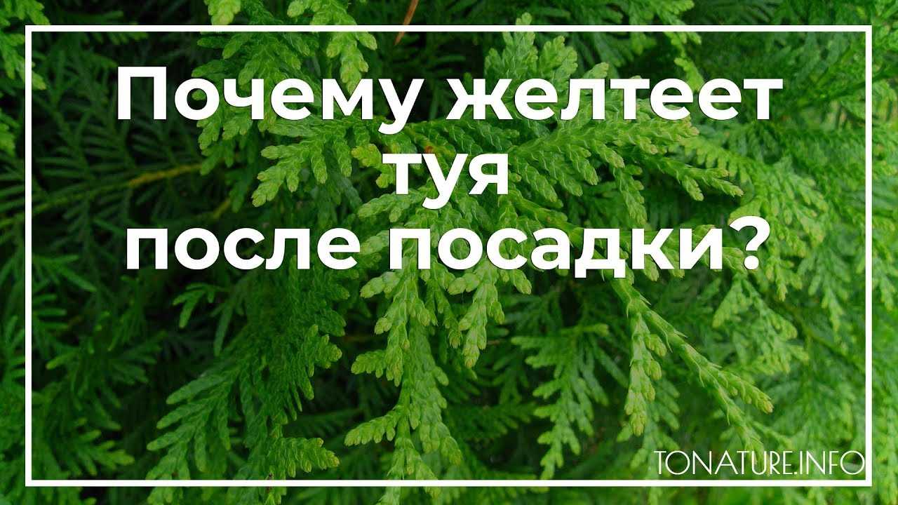 Фунгициды для хвойных растений: список препаратов для туи, можжевельника, елок, сосны
