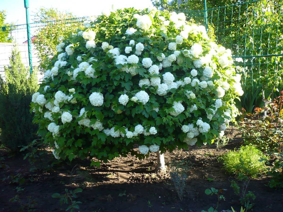 Калина бульденеж, описание сорта