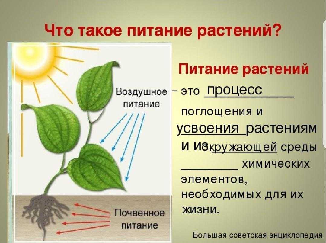 Гранулированный конский навоз как удобрение как применять