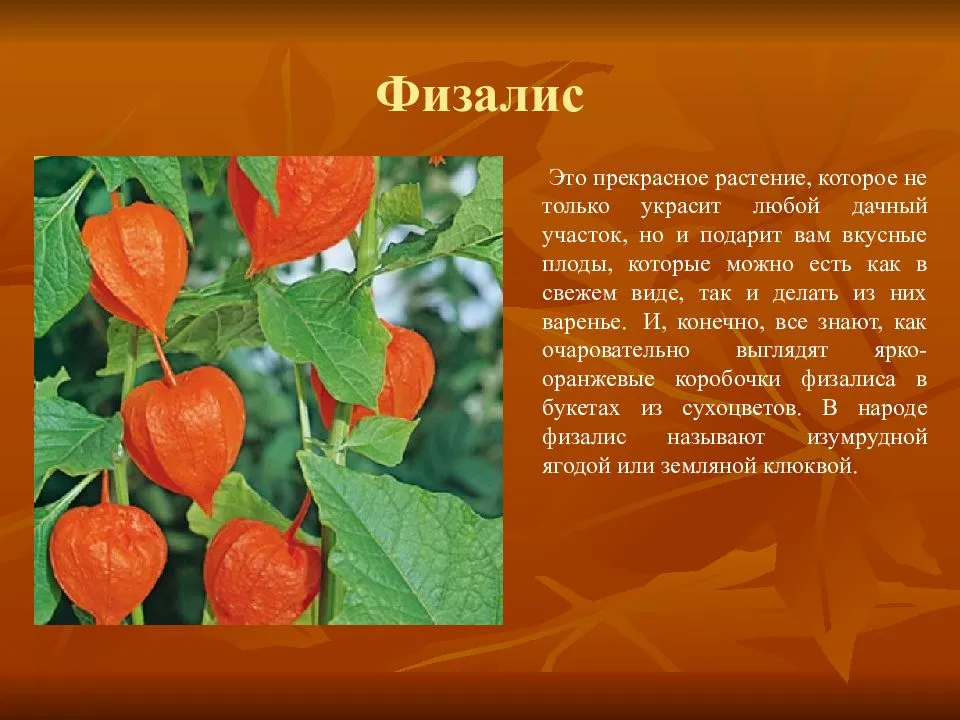 Выращивание физалиса из семян - мой агро - помощник в сельскохозяйственном мире