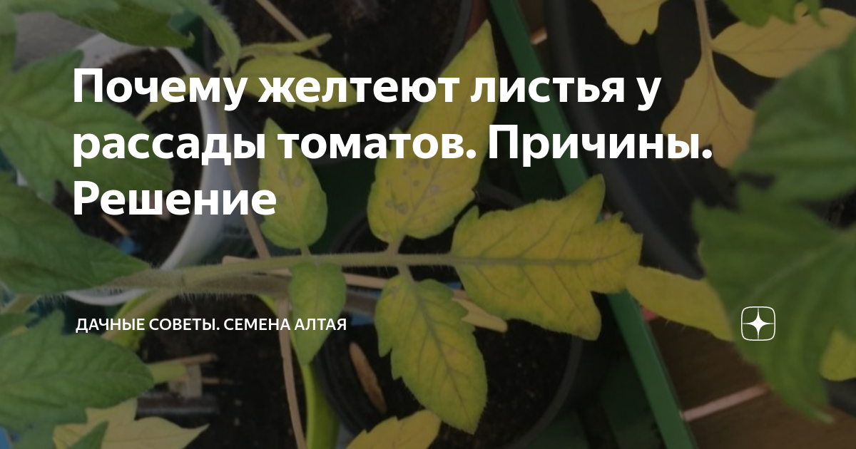 Что делать, если желтеет рассада помидор на подоконнике видео